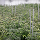 Una granja de marihuana en Las Vegas. Imagen: AP